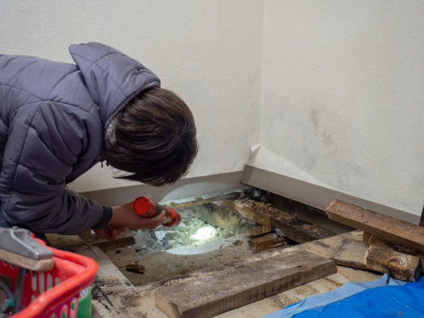 Best Basement Mold Removal  in Hatch, NM
