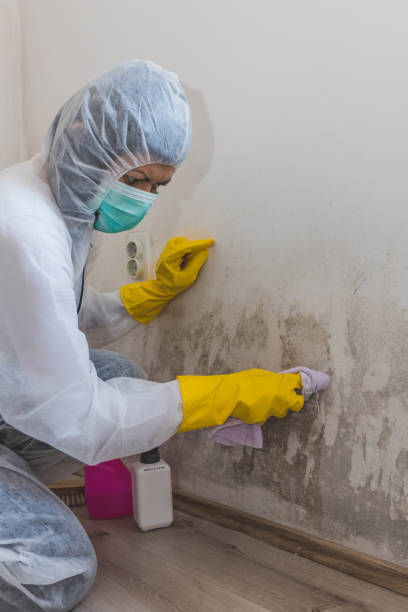 Best Mold Odor Removal Services  in Hatch, NM